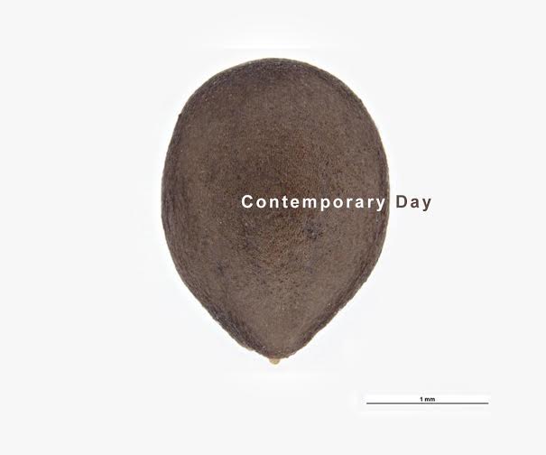 Contemporary Day